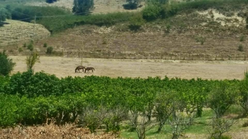 مبيت وإفطار كاتانزارو La Dimora Degli Artisti المظهر الخارجي الصورة